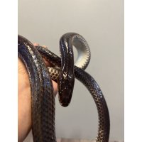 サンビームヘビ
